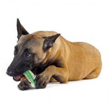 PETSTAGES CRUNCHCORE Medium [PS265]
